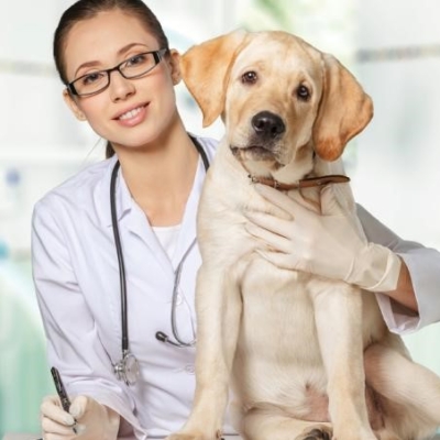 Veterinarian vet pet dog animal care health